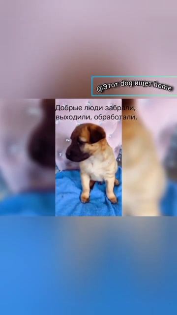 Путь к семье