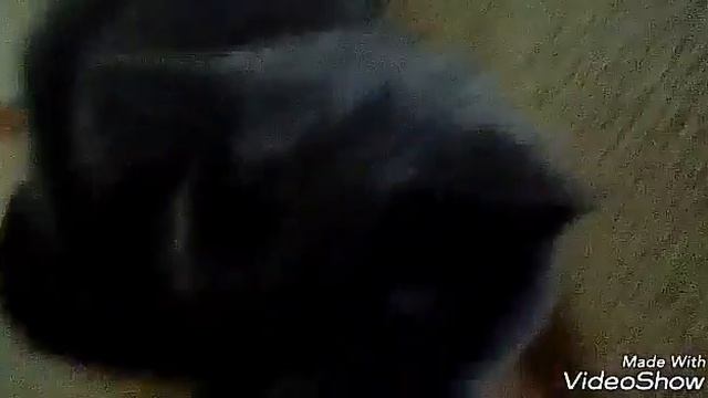 Мой котёнок смотреть онлайн