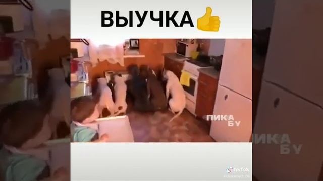 Правильная дрессировка собак