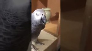 Попугай говорит по арабский
