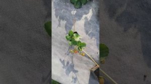 Как посадить усы клубники на грядке со спанбондом