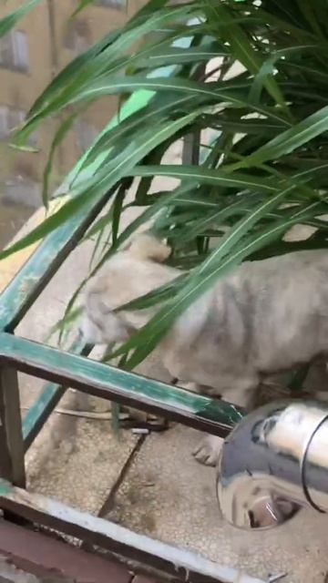 Собака до смерти напугала пушистого котёнка ... смотреть онлайн