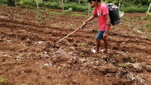 TIPS ON HOW TO MAKE YOUR BELL PEPPER GROW BETTER | PAG-AABONO NG ATSAL | MORENONG KUSINERO смотреть онлайн