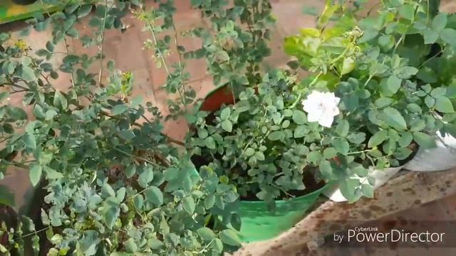 Rainy season garden ideas and tips in tamil || Terrace garden ||ruba garden