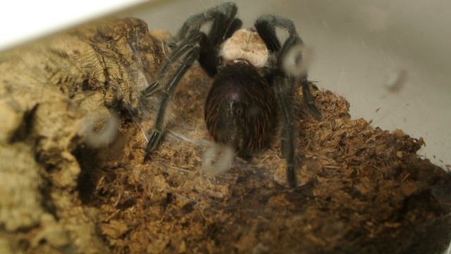 Brachypelma albiceps sparge i peli urticanti смотреть онлайн
