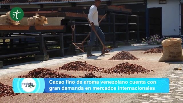  Cacao fino de aroma venezolano cuenta con gran demanda en mercados internacionales - NDA