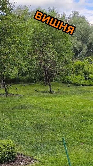 мужеские мнения за мясо домашней птицы #сделайсам #своимируками #дача #птицы #humor смотреть онлайн