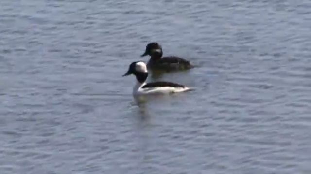 A Walk Around Lake Merritt смотреть онлайн
