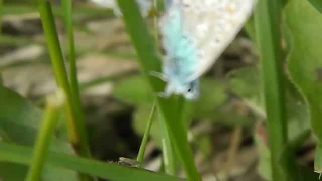 Polyommatus icarus copula - gdoremi.altervista.org
