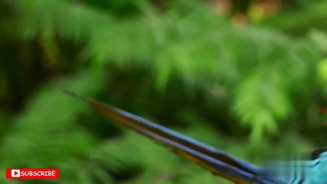 Listen to music and improve your mood. Beautiful animals, magnificent nature, wonderful music! 🌈🌙 смотреть онлайн