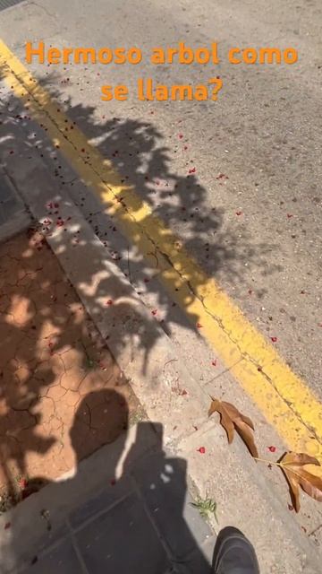 Hermoso árbol 🌲 cómo se llama? смотреть онлайн