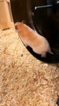 Спортивный хомяк 🐹