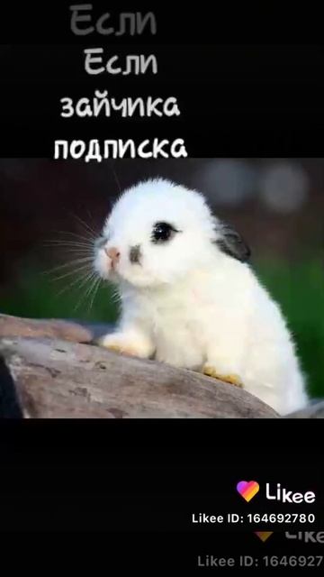 Любите бездомных животных помогайте им смотреть онлайн