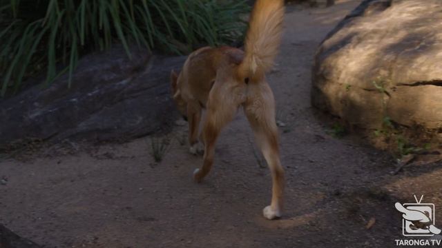 Dingo Pups at Taronga Zoo Sydney смотреть онлайн