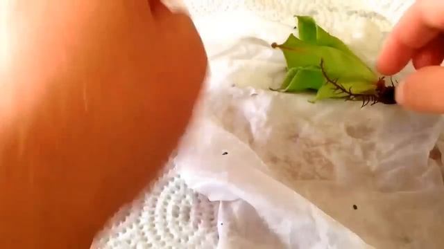 Awesome Carnivorous Plant shippment, lots of new plants Sundews, Sarracenia, Nepenthes & Heliamphor смотреть онлайн