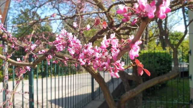 Cercis canadensis 'Forest pansy' zmarlika kanadská смотреть онлайн