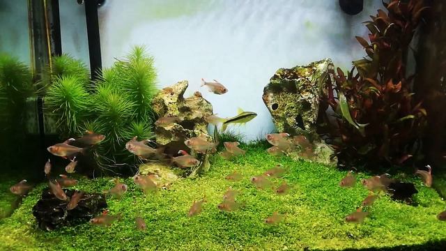 Acquario con hyphessobrycon bentosi смотреть онлайн