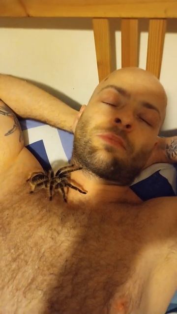 Pobudka z Braszką Niki braszka bachypelna nicaragua ptaszniki spider shorts
