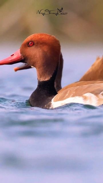 10000 Kms of flying 😱🥶 extraordinary creatures ( Red crested Pochards ) #birds #wildlife #india смотреть онлайн