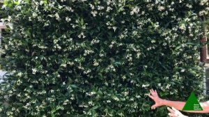 Trachelospermum jasminoides - The Best Climber Ever!