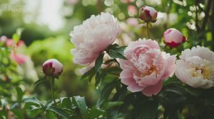 САДЫ БРИТАНИИ. ЧУДЕСНЫЕ  ПРИУСАДЕБНЫЕ САДЫ В БРИТАНСКОМ ПОМЕСТЬЕ