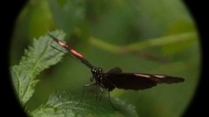 Pentax Papilio Binoculars