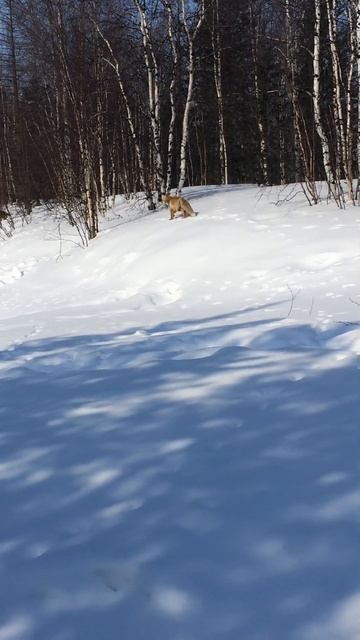 #лиса#рыбалка #север #река #ямал #зима смотреть онлайн