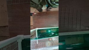 Подростковая, пластиковая клетка для перепелов. от 14 до 40 дней.