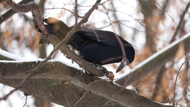 Ворон їсть горіх смотреть онлайн
