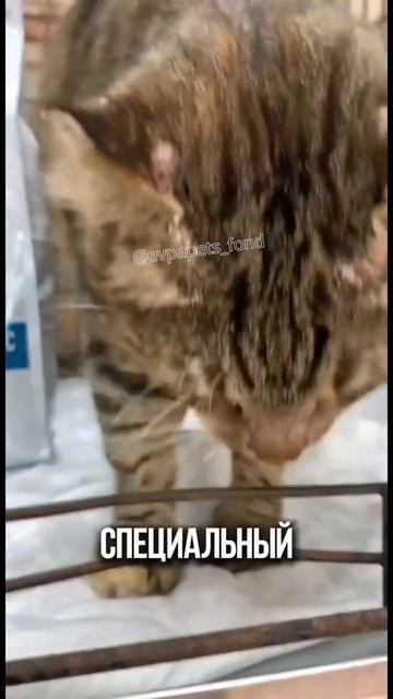 Будем благодарны за помощь в приобретении кормов для животных из приюта! #спасаемжизни #нужнапомощь