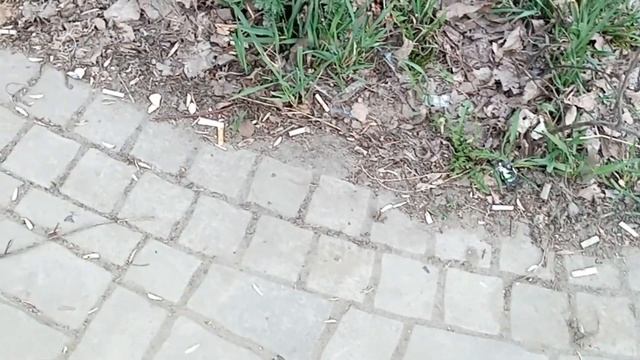 Ростов, который бесит. №2. Начало большого мусора