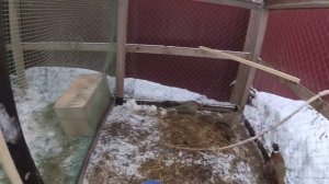 Фазаны дерутся // Вольер для фазанов // Планы по модернизации