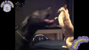 Коты Ниндзя