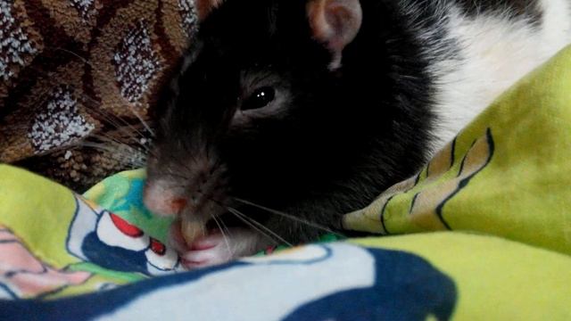 Крысята кушают вкусняшку (2) смотреть онлайн