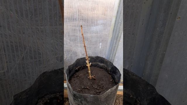 Павловния проснулась 24 марта 2024 г. #павловния #pavlovniya #paulownia смотреть онлайн