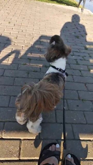 ШИТЦУ, мой тигренок ,вязка смотреть онлайн