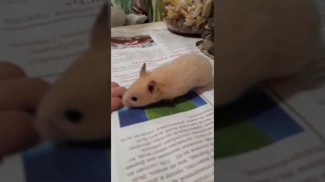 Умный хомяк хомяка свободу