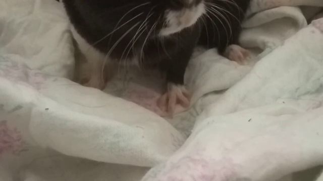 ДВЕ МОРСКИХ СВИНКИ ИЛИ ОДНА?🤷🏻♀️ смотреть онлайн