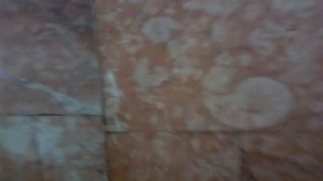 Амоніт (Ammonoidea) на станції метро Університет (Київ) М1 🚞 смотреть онлайн