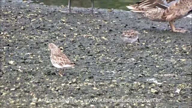 Calidris minutilla DepAgua-Bubali-Aruba 18 11 2016 Antonio Silveira смотреть онлайн