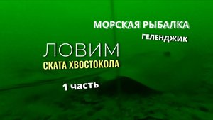 На морской рыбалке в Геленджике ловим ската хвостокола или морского кота.