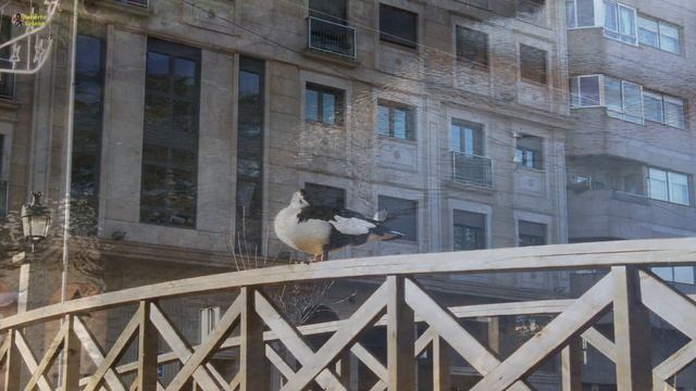 03/01/2019. Patos (Ducks). BMPCC 4K .1080 25p, Prores 422. смотреть онлайн