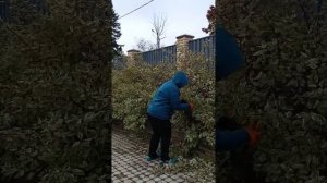 Обрезка живой изгороди из лиственных кустов