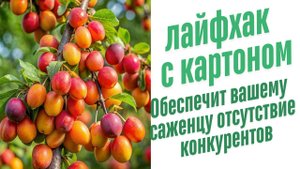 Грядка на картоне.