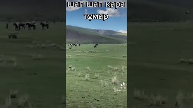қытайдағы байге#at#kz#kg#horse#аттар#ат#байге#лошадь#аламан#shorts#қазақстан#2022#жылқы#көкпар#qaza смотреть онлайн