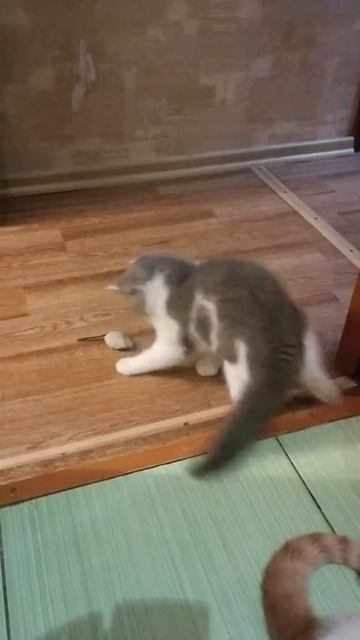 Мои тараканы смотреть онлайн