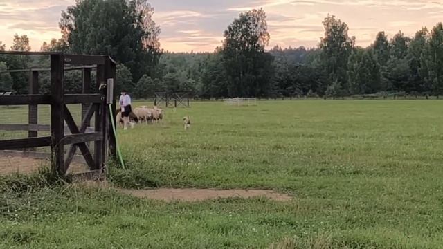 Ненецкая оленегонная лайка. Пастьба овец. Лагерь Горыныч. Наша выпускница Грация. Тренировка.