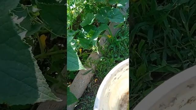 Первый месяц лета заканчивается... впереди июль.Собрал огурцы 🥱🥱🙋 смотреть онлайн