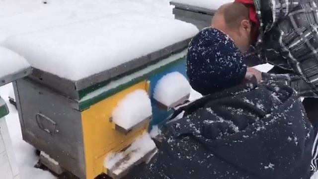 Январь 2018. Следим за ходом зимовки 3. смотреть онлайн