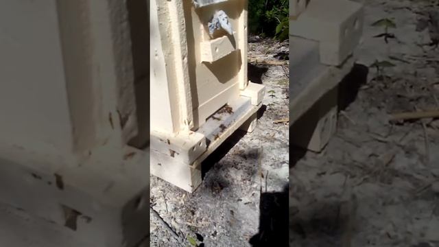 Пчелы против осы смотреть онлайн